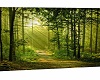 Forest Back Drop Wall