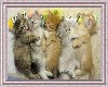 Kittens !
