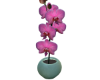 X. Orchidea