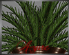 *A* Holiday plant