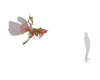 Red Arwana Creature