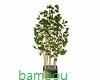 Bambou