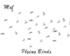 Flying Birds - Dove