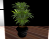 Plant - Draecena