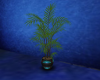 Fern in Blue and Black