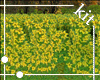 [kit]Yellow Flower Field