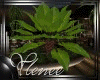 :YL:LaNai Plant 