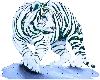 tigre bianka