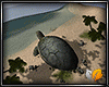 Tutle Island