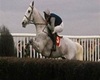 Desert Orchid