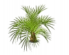 Dracaena Draco Palm Tree