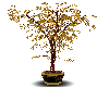 Gold Leaved Tree
