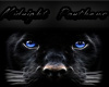 Midnight Panthers