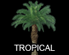 BG Tropical Palmtree