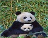 Panda lounge club