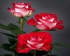 Red rose