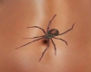 Spider Belly Tattoo