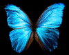 Mystical Butterfly Anima