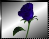 *R*Blue single rose