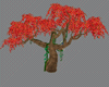 ! ARBOL DE FUEGO + POSES
