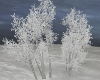 Frozen Aspen Birch Trees