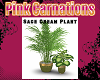 Sage  Plants