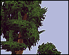 Japanese Bonsai