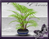 {DSC} ED Fern