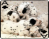 dalmatian Puppies