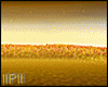 IIPII Ambient Sunfield