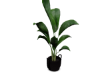 Plant  home