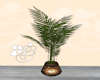 GM CB Potted plant