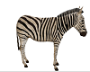 ! Safari Zebra