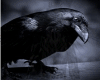 Black Capes Crows
