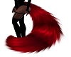 Crimson Cat Tail 1