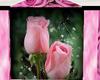 Pink Rose Reflection Clb