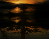 H. Camp Pine Tree Dark