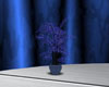 !C!Blue intimate plant
