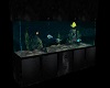 Black Fish Aquarium