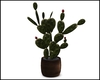 Cactus Plant