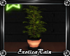 (E)Loso Loft: Plant