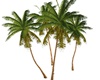 palmtrees (4)