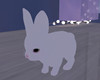 cute Rabbit