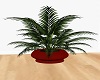 Spicey Plant n Vase