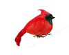 [Cyn] Cardinal wings