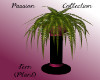 PassionCollection Fern