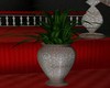 (k) plante boudoir Arabe