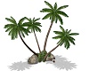 Palm Tree 13