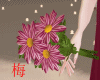梅 romance wine daisy