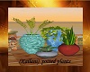 (Kailani) potted plants